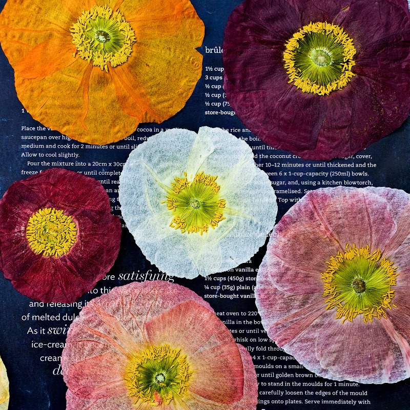 1 adet, Doğa Alanı Haşhaş Pres - Resin Art Frame incelemesi ve fiyatı