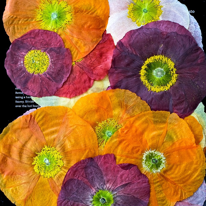 1 adet, Doğa Alanı Haşhaş Pres - Resin Art Frame incelemesi ve fiyatı